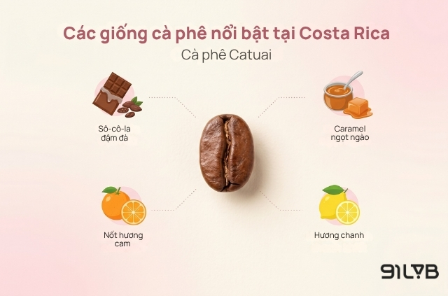 Giống cà phê Catuai