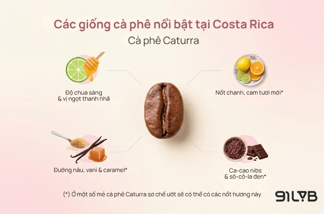 Giống cà phê Caturra