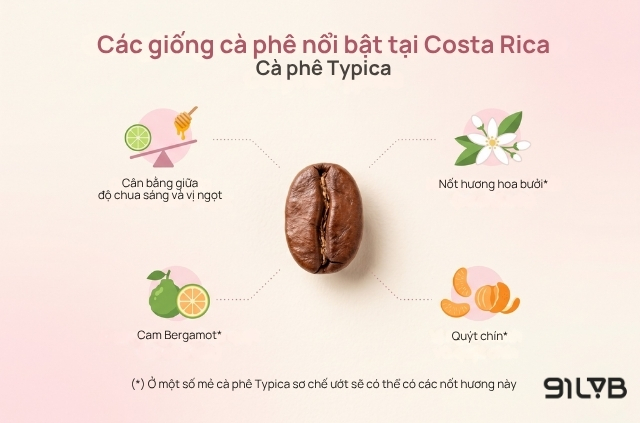 Giống cà phê Typica