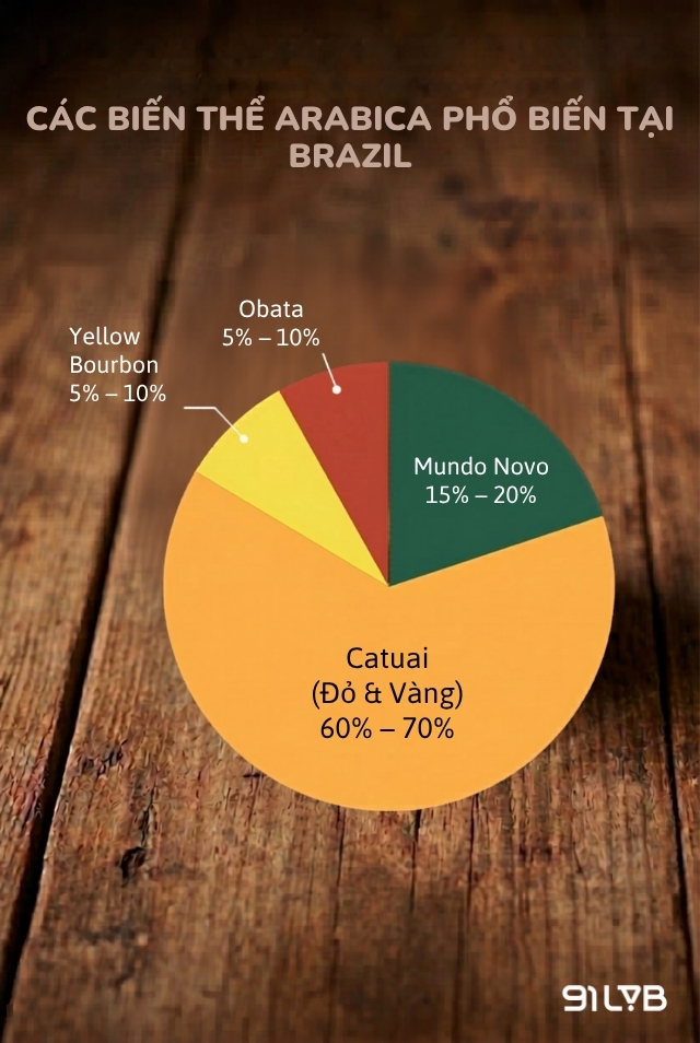 Các biến thể Arabica phổ biến tại Brazil