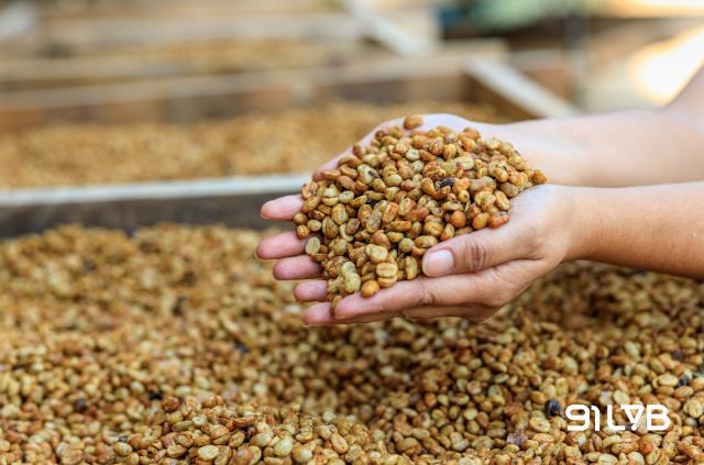 Lớp nhầy bám quanh vỏ thóc dần khô lại dưới nắng, tạo nên lớp bảo vệ đặc trưng của phương pháp Honey