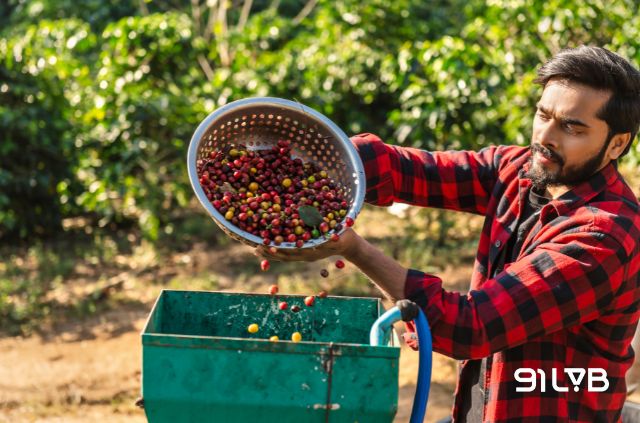 Chế biến ướt loại bỏ hoàn toàn thịt quả, để lại lớp vỏ thóc giúp ổn định chất lượng hạt trong suốt quá trình làm khô
