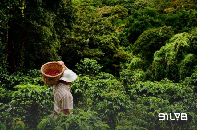 Canh tác cà phê hữu cơ