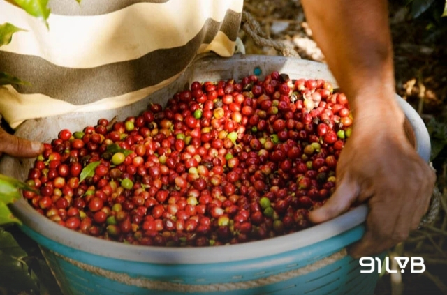 Lịch sử tập trung vào giống Arabica chất lượng cao