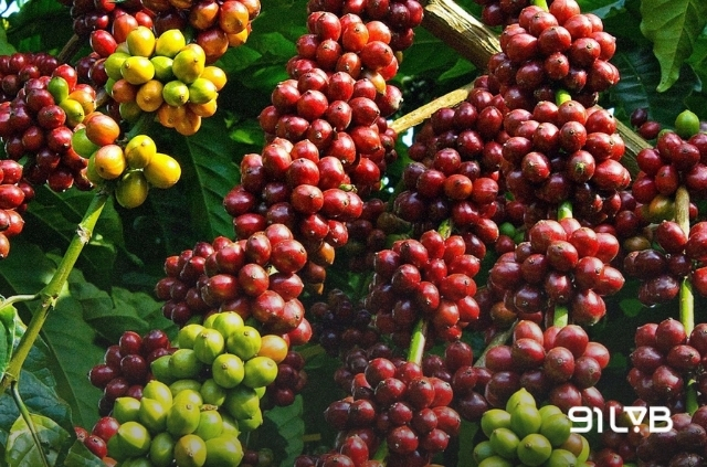 Đặc trưng hương vị của cà phê xanh lùn