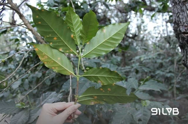 Dịch gỉ sắt lịch sử đã tạo thêm một cú sốc lớn, đánh tụt năng suất cà phê El Salvador