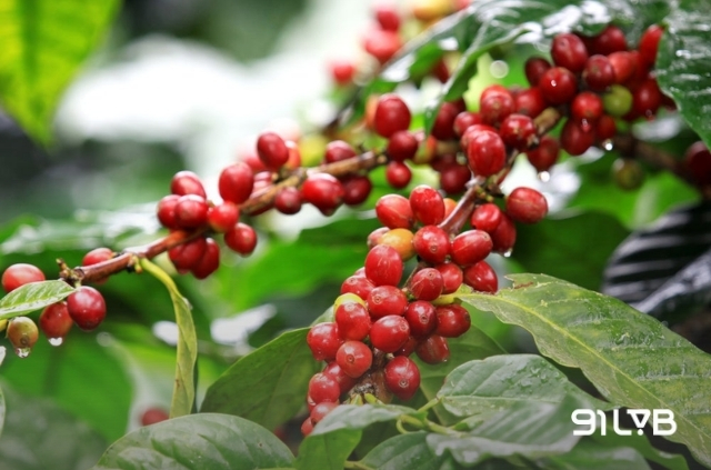 Cà phê Costa Rica mang dấu ấn riêng nhờ định hướng phát triển chuyên biệt dòng hạt Arabica