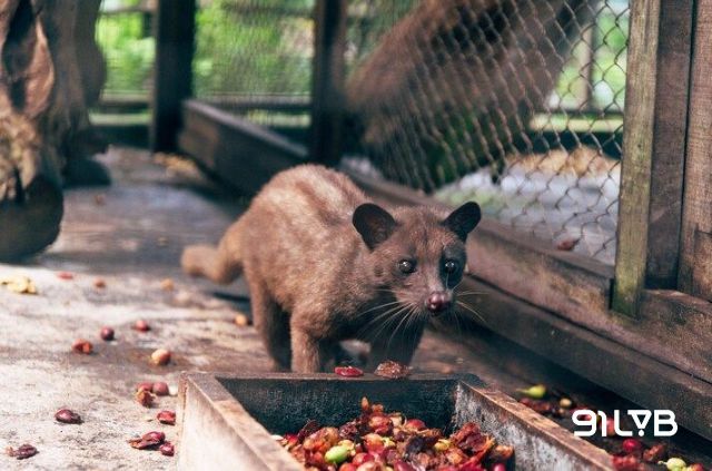 Hồ sơ hương vị của Kopi Luwak nổi bật với hậu vị kéo dài, độ êm mượt đặc trưng đan xen của các nốt hương đất ẩm và caramel