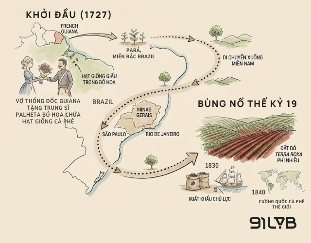 Hành trình từ hạt giống “bí mật” đến ngôi vương sản lượng cà phê 
