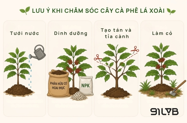 Một số lưu ý để giúp cây cà phê phát triển khỏe mạnh và năng suất