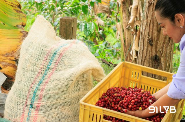 Chu kỳ sinh trưởng của cây cà phê Indonesia biến thiên theo từng khu vực, phụ thuộc vào đặc điểm khí hậu và vị trí địa lý riêng biệt
