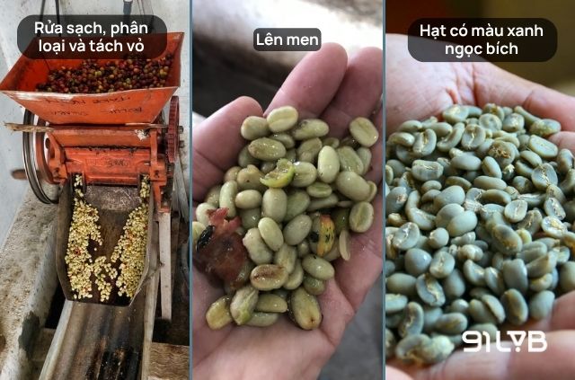 Quá trình sơ chế định hình nên sắc xanh ngọc bích đặc trưng và hậu vị đậm sâu của dòng cà phê Sumatra Mandheling tại Indonesia
