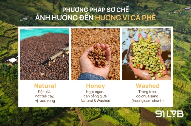 Hương vị tách cà phê thay đổi theo từng phương pháp sơ chế
