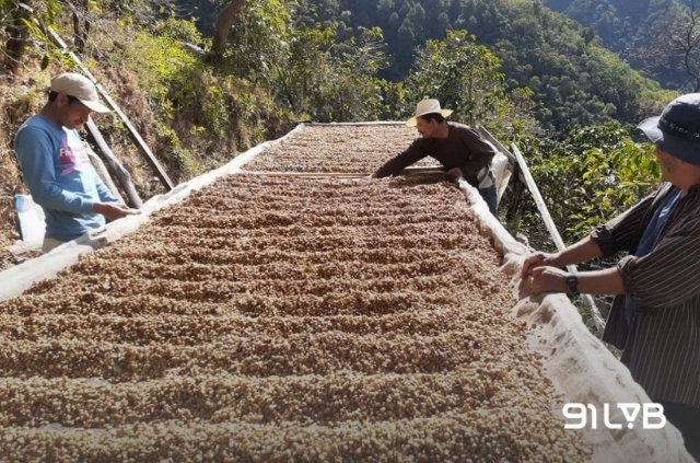 Phương pháp sơ chế ướt được người nông dân El Salvador ưu tiên nhằm tôn lên độ trong trẻo (clean cup) và vị chua nguyên bản (acidity) của hạt.