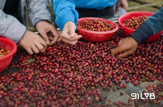 Bước phân loại sẽ giúp rửa sạch tạp chất và chọn ra những quả cà phê chín đồng đều nhất.