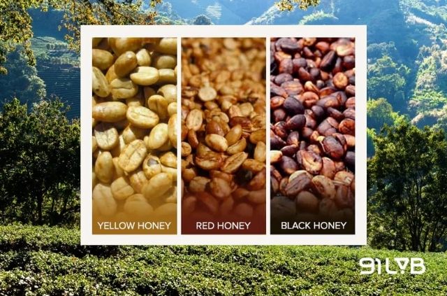 Sơ chế mật ong (Honey Process) gồm có Mật ong vàng/đỏ/đen