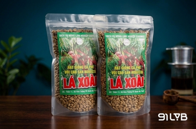 Cà phê lá xoài đang có rất nhiều tiềm năng để phát triển với mô hình canh tác bền vững