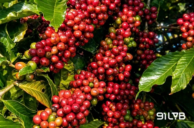 Cà phê lá xoài là một giống cà phê Robusta vượt trội được tuyển chọn qua nhiều năm