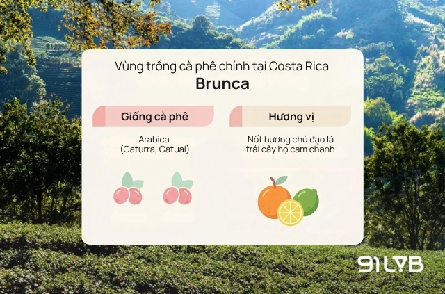 Vùng Brunca