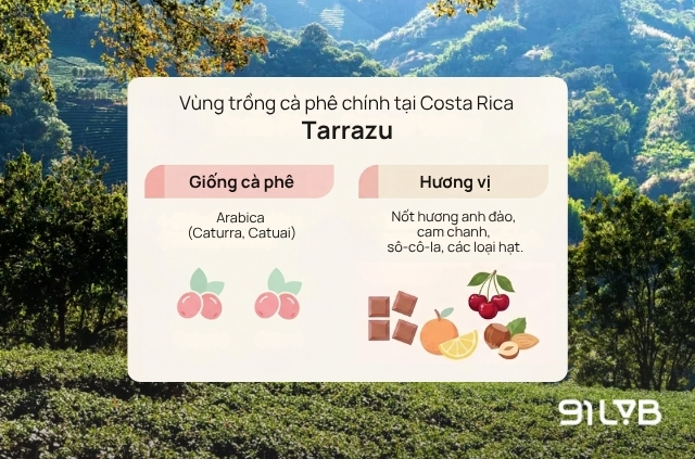 Vùng Tarrazu